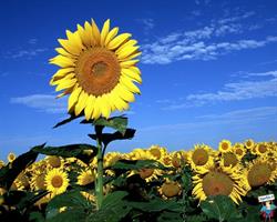 Vivaio Il Girasole, Riardo orari di apertura
