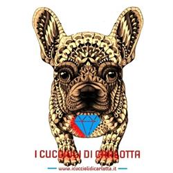 I Cuccioli di Carlotta, Mantova orari di apertura