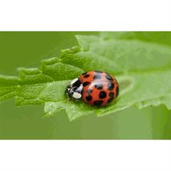 La Coccinella Impresa di Pulizia, Baranzate orari di apertura