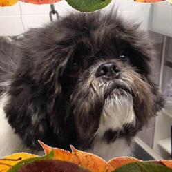 Toelettatura Beauty Dog, Persico Dosimo orari di apertura