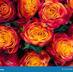 Fiorista Rosa Antico, Vidigulfo orari di apertura