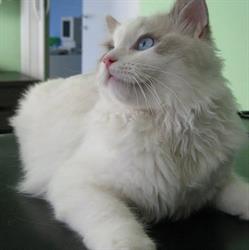 Clinica Veterinaria Borgo Nuovo, Colle di Val d'Elsa orari di apertura