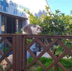 Centro Veterinario Artemis, Matera orari di apertura