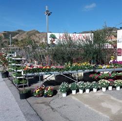 Vivai Pandolfino, Messina orari di apertura