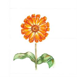 Erboristeria La Calendula Via Po 48, Roma orari di apertura