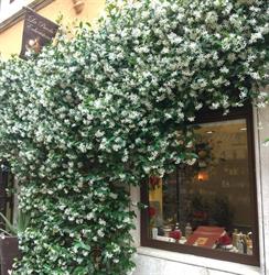 La piccola erboristeria Roma, Margutta - Orari di apertura