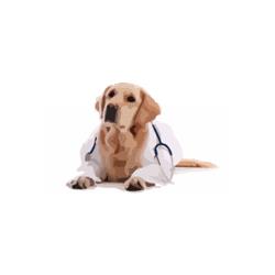 Ambulatorio Veterinario Dr. Miotto, Padova orari di apertura
