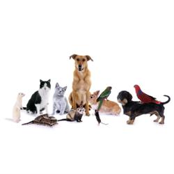 Ambulatorio Veterinario Tendina Dr. Mauro, Orte orari di apertura