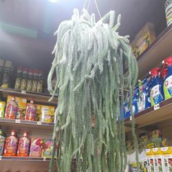 Sanguinetti Sementi, Chiavari orari di apertura