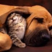Clinica Veterinaria Nur, Trieste orari di apertura
