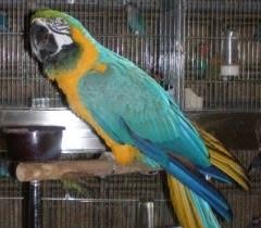 Animal Mini, Roma orari di apertura