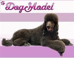 Dog Model, Milano orari di apertura