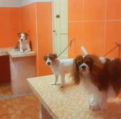 PET DESIGN DI LAZZERI LORENZO, Firenze orari di apertura