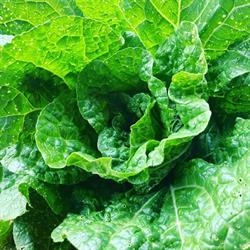 SOCIET AGRICOLA VERDEFOGLIA BIO SOCIET SEMPLICE, Rieti orari di apertura