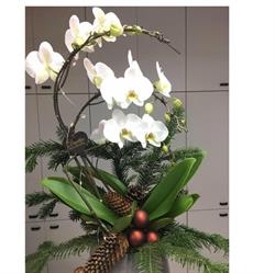 FLORINGROSS S.R.L., Venezia orari di apertura