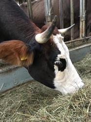 Il colle del Tiglio società agricola, Limana orari di apertura