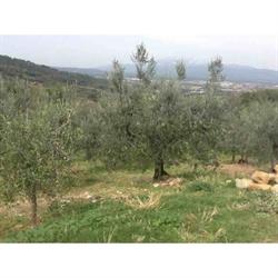 Frantoio Donati Gino, Arezzo orari di apertura