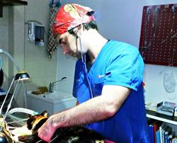 Centro Medico Veterinario Via Istria, Messina orari di apertura