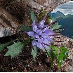 L'Oasi Botanica, Cividale del Friuli orari di apertura