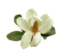 A La Magnolia, Rivoli orari di apertura