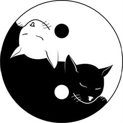 Centro Olistico Club del Gatto CAT, Rimini orari di apertura