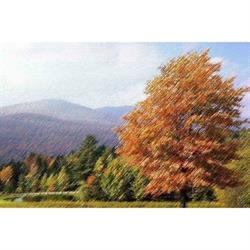 Arte Verde - Prato sintetico Milano, Corbetta orari di apertura