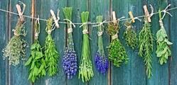 Erboristeria Ing di Ilaria Benedetti, Arezzo orari di apertura