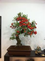BONSART, Roma orari di apertura