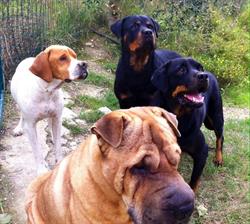 Ambulatorio Veterinario Dott. Ssa Silvia Coccia, Colli del Tronto orari di apertura
