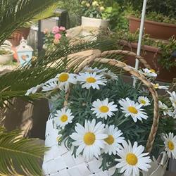 Dolce Vita, Valeggio sul Mincio orari di apertura