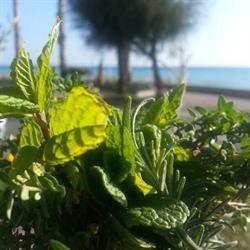 La Balena Bianca, Vallecrosia orari di apertura