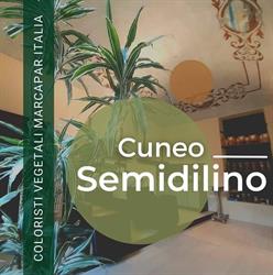 Semi di Lino, Cuneo orari di apertura