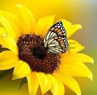 Il Girasole di Liberti Silvia, Solbiate Olona orari di apertura