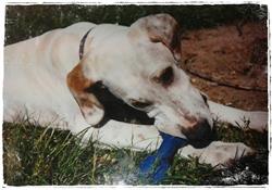 Ambulatorio Veterinario Dr. Alessandro Lazzarato, San Donà di Piave orari di apertura