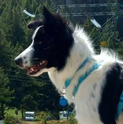 Ambulatorio Veterinario Ziccardi Di Ziccardi Dott.Ssa Ilaria, San Mauro Torinese orari di apertura