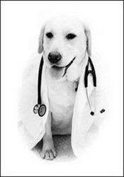 Ambulatorio Veterinario Dott.ssa Silvia Gaio, Legnago orari di apertura