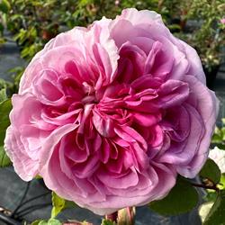 Vivaio Rosso Tiziano Rose antiche & Iris, San Cesareo orari di apertura