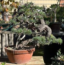 Japan Bonsai - Roma, orari di apertura