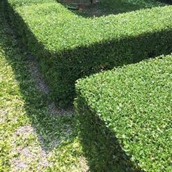 Azienda Agricola Vivai della Colombara, Cittadella orari di apertura