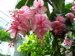 Piante e fiori Medinilla di Cadoni Efisia, Santa Giusta orari di apertura