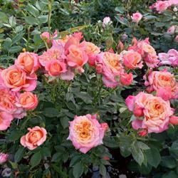Vivaio Roberto Giulivi Piante e Fiori - Concentrato per Dolci, Terni orari di apertura