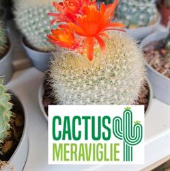 Cactus Meraviglie Tina Di Marchetti Annunziata, Massignano orari di apertura