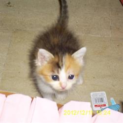 Cucciolandia Di Rapisarda Debora, Collegno orari di apertura