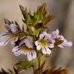 Erboristeria Eufrasia Di Alpini Dr. Angelica, Umbertide orari di apertura