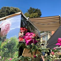 Giardino delle Rose, Firenze orari di apertura