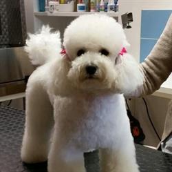 Dolci Bolle Toelettatura per cani, Torino orari di apertura