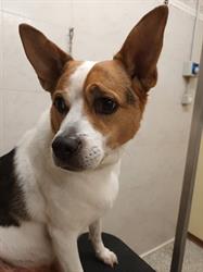 Beauty Dog, Bari orari di apertura