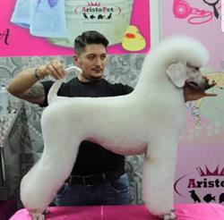Stylist Dog Toelettatura, Caltanissetta orari di apertura