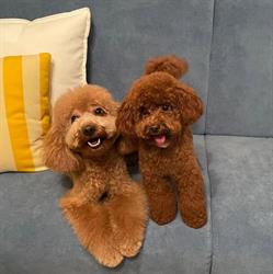 Fashion Dog di Francesca Damiani, Grottammare orari di apertura