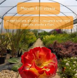Marcon F.Lli Vivaio, Farra di Soligo orari di apertura